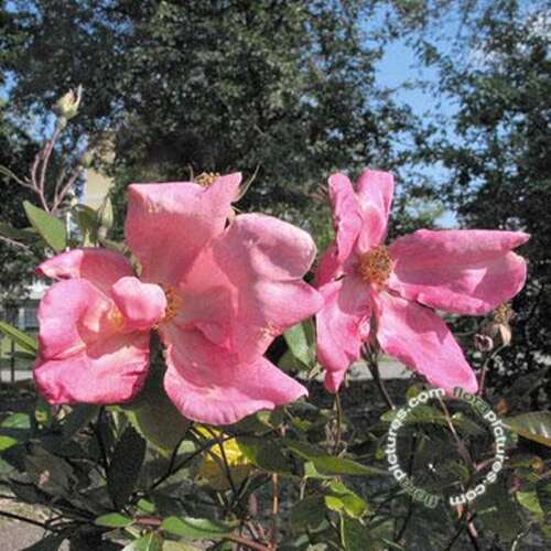 Afbeelding bij Chinese roos - Rosa chinensis - Rosa (CH) &#039;Mutabilis&#039;