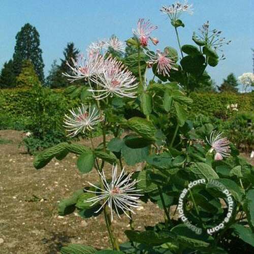 Afbeelding bij  Chinese ruit - Thalictrum delavayi