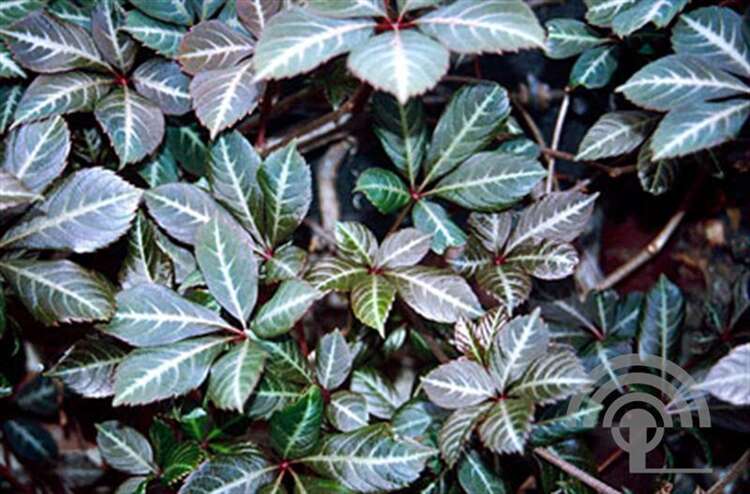 Afbeelding bij Chinese wilde wingerd -  Parthenocissus henryana