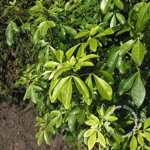 Afbeelding bij Mexicaanse Oranjebloesem - Choisya ternata 