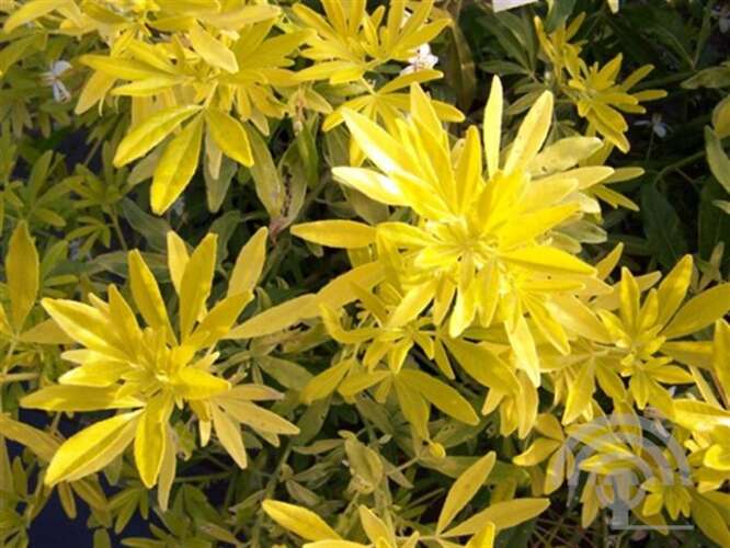 Afbeelding bij Mexicaanse Oranjebloesem - Choisya Ternata &#039;Goldfinger&#039; 