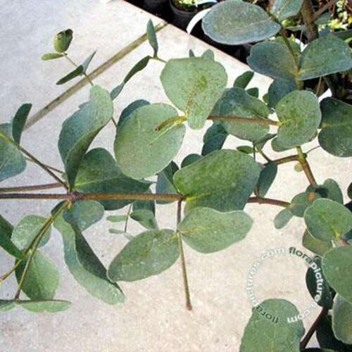 Afbeelding bij Cidergomboom - Eucalyptus gunnii 