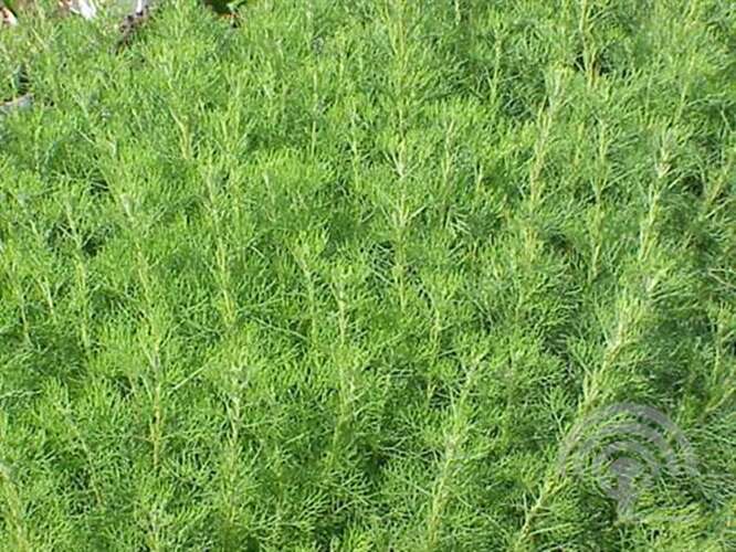 Afbeelding bij Citroenkruid - Artemisia Abrotanum