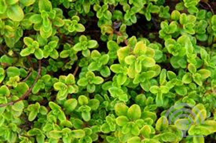 Afbeelding bij  Citroentijm - Thymus citriod. &#039;Aureus&#039;