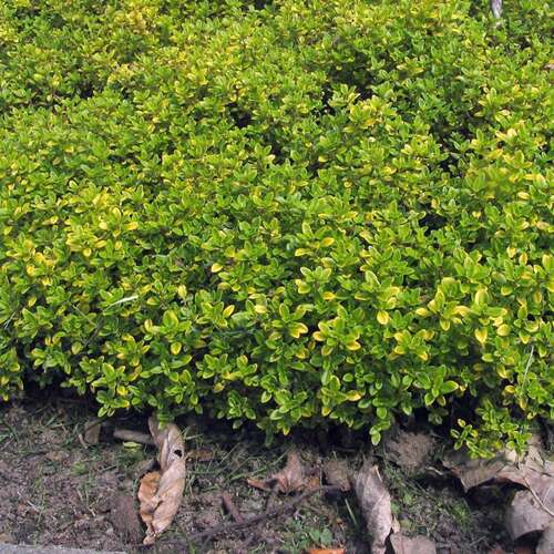Afbeelding bij Citroentijm -  Thymus citriod. 'Bertram Anderson'