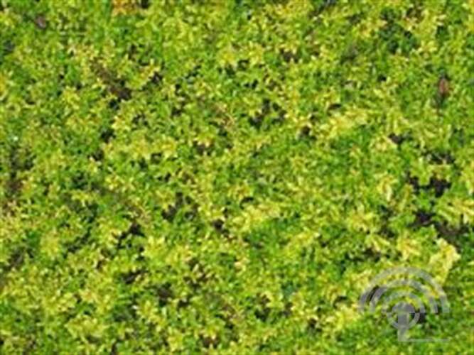 Afbeelding bij Citroentijm -  Thymus citriod. &#039;Doone Valley&#039; 