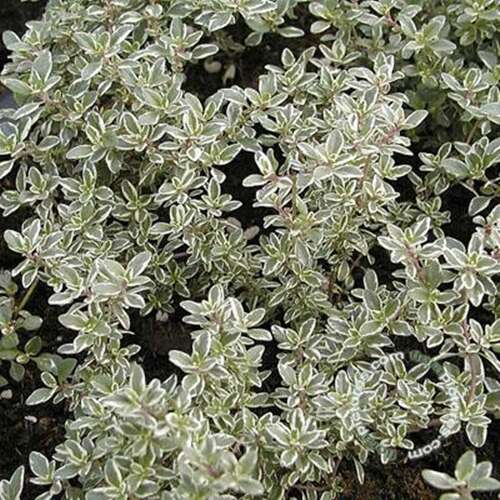 Afbeelding bij Citroentijm -  Thymus citriod. &#039;Silver Queen&#039; 