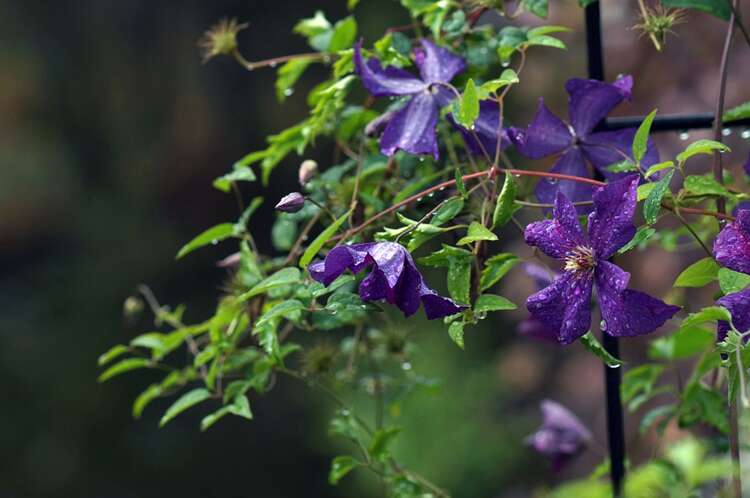 Afbeelding bij Clematis in de tuin