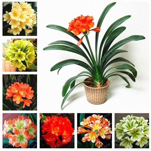 Afbeelding bij Clivia  / Sint Jozef plant