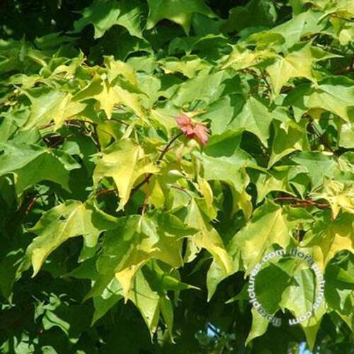 Afbeelding bij Colchische esdoorn - Acer cappadocicum 'Aureum'