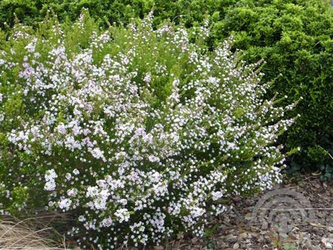 Afbeelding bij Confettistruik - Diosma hirsuta &#039;Pink Fountain&#039; 