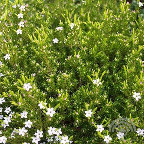 Afbeelding bij Confettistruik - Diosma hirsuta &#039;Sunset Gold&#039;