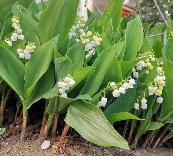 Afbeelding bij Convallaria majalis / Meiklokje / Lelietje Van Dalen / Muguet