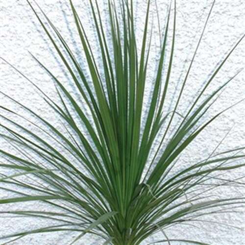 Afbeelding bij Cordyline - Cordyline australis &#039;Atlantic Green&#039; 