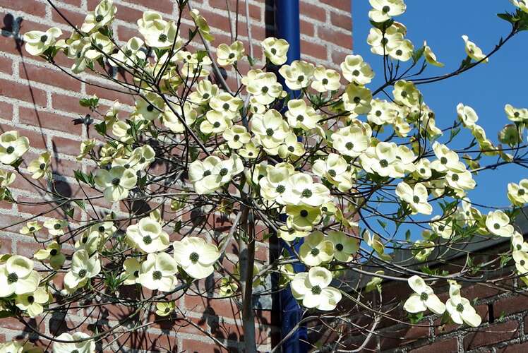 Afbeelding bij Cornus
