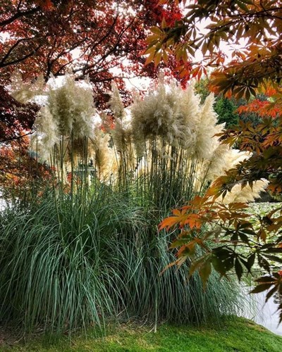 Afbeelding bij Cortaderia / Pampasgras