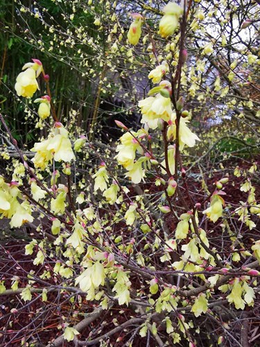 Afbeelding bij Corylopsis pauciflora / Schijnhazelaar (plantenfiche)