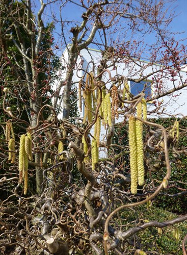 Afbeelding bij Corylus contorta / Kurketrekker hazelaar