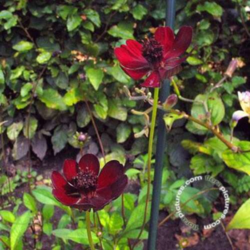 Afbeelding bij Cosmea - Cosmos atrosanguineus 