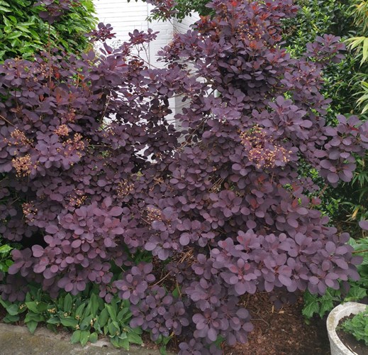 Baan Brutaal mannetje Cotinus coggygria royal purple / pruikenboom