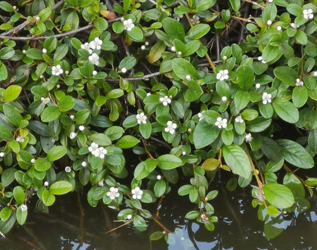 Afbeelding bij Cotoneaster coral beauty / Dwergmispel