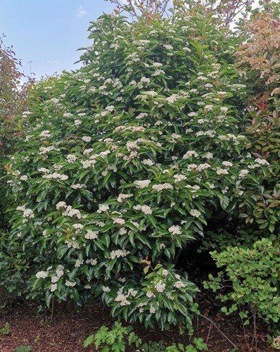 Afbeelding bij Crataegus lavalleei Carrierei / Meidoorn - Hanespoordoorn