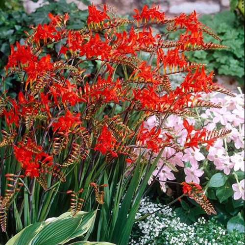 Afbeelding bij Crocosmia / Afrikaanse lelie