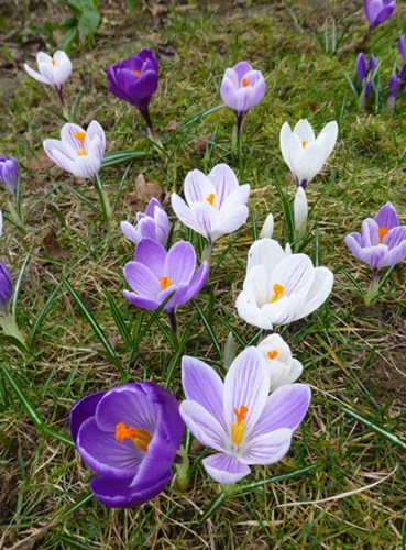Afbeelding bij Crocus / Krokus (soort)