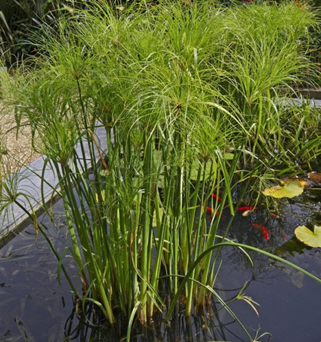 Afbeelding bij Cyperus (algemeen)