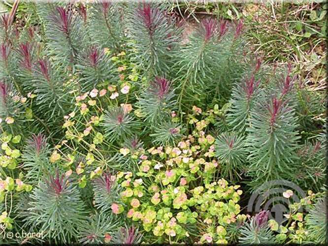 Afbeelding bij Cypreswolfsmelk - Euphorbia cyp. &#039;Clarice Howard&#039;