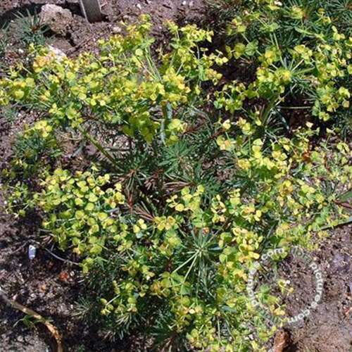 Afbeelding bij Cypreswolfsmelk - Euphorbia cyp. 'Fens Ruby'