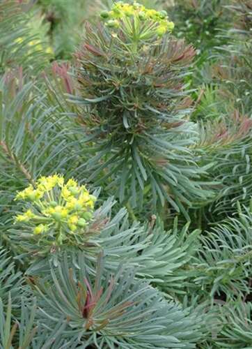 Afbeelding bij Cypreswolfsmelk - Euphorbia cyparissias 