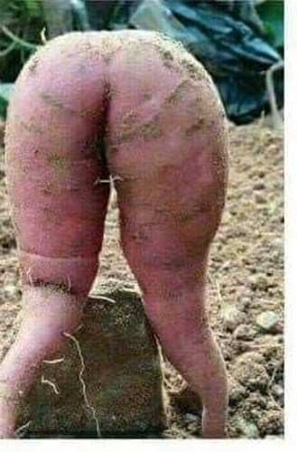 Afbeelding bij Dag van het naakt tuinieren. 