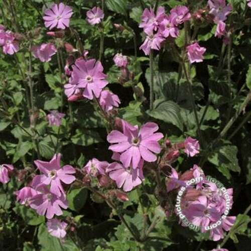 Afbeelding bij Dagkoekoeksbloem - Silene dioica 