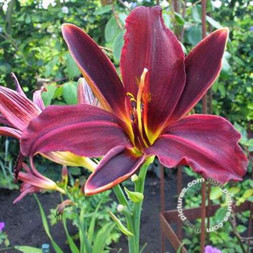 Afbeelding bij Daglelie - Hemerocallis &#039;American Revolution&#039; 