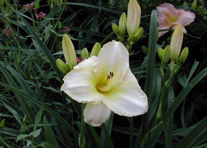 Afbeelding bij Daglelie - Hemerocallis 'Arctic Snow'