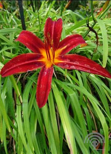 Afbeelding bij Daglelie - Hemerocallis &#039;Autumn Red&#039;