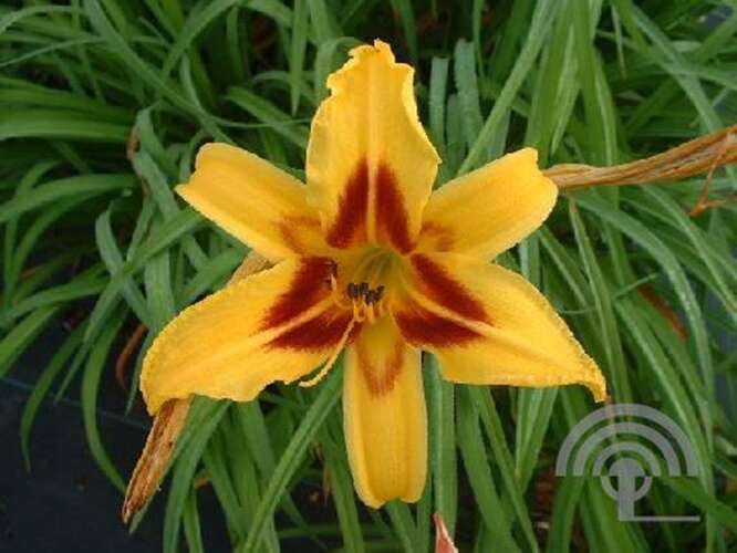 Afbeelding bij Daglelie - Hemerocallis 'Bonanza'