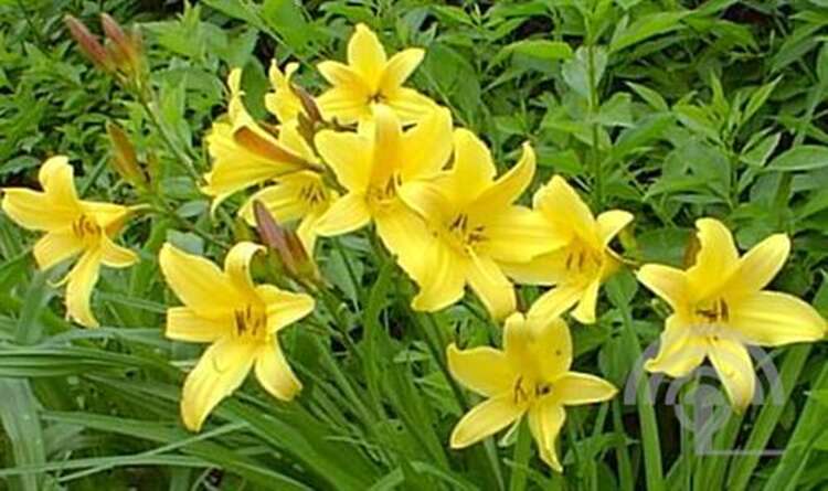 Afbeelding bij Daglelie - Hemerocallis citrina