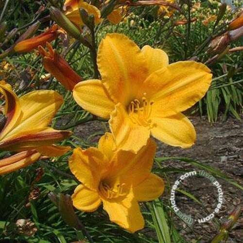 Afbeelding bij Daglelie - Hemerocallis 'Corky'  