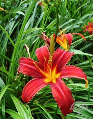 Afbeelding bij Daglelie - Hemerocallis 'Crimson Pirate'
