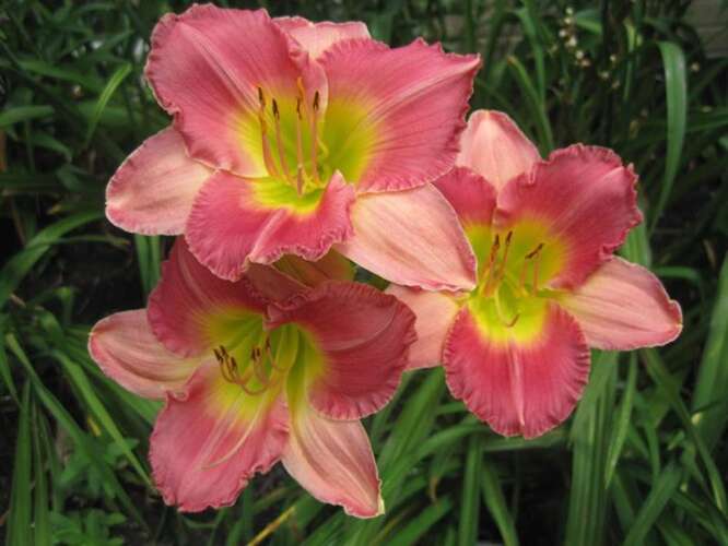Afbeelding bij Daglelie - Hemerocallis &#039;Final Touch&#039; 