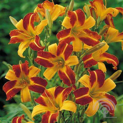 Afbeelding bij Daglelie - Hemerocallis 'Frans Hals'