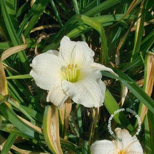 Afbeelding bij Daglelie - Hemerocallis 'Gentle Shepherd' 