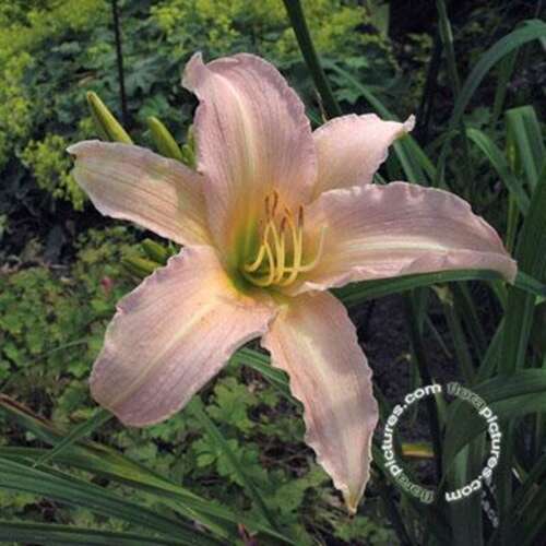 Afbeelding bij Daglelie - Hemerocallis 'Luxury Lace'