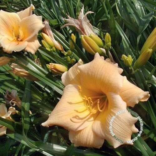 Afbeelding bij Daglelie - Hemerocallis 'Mini Pearl' 