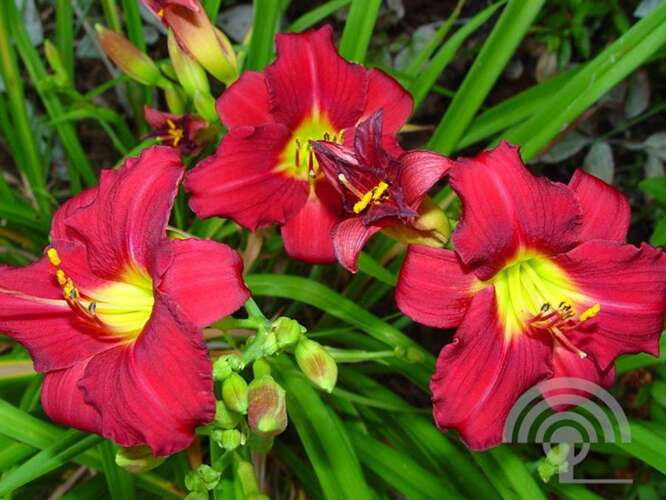 Afbeelding bij Daglelie - Hemerocallis 'Pardon Me' 