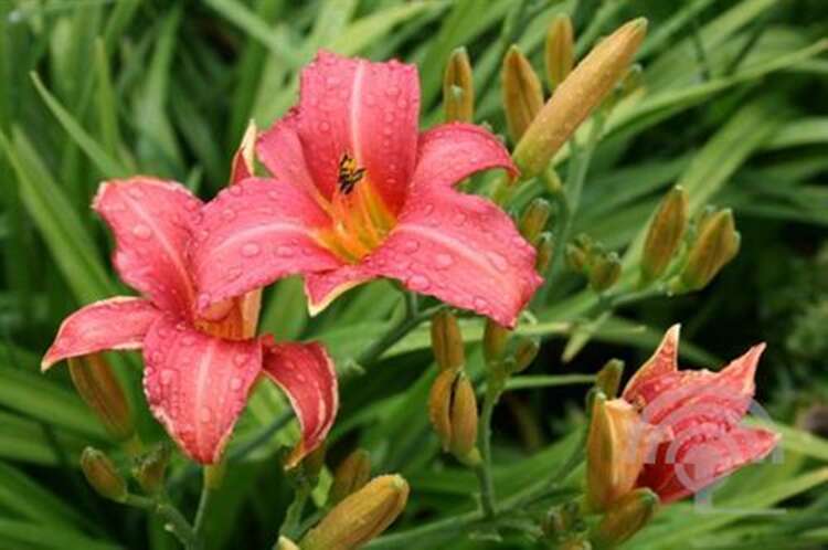 Afbeelding bij Daglelie - Hemerocallis 'Pink Damask'  
