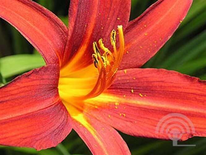 Afbeelding bij Daglelie - Hemerocallis 'Sammy Russell'  