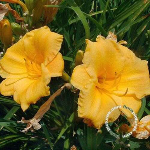 Afbeelding bij Daglelie - Hemerocallis &#039;Stella d&#039;Oro&#039;  